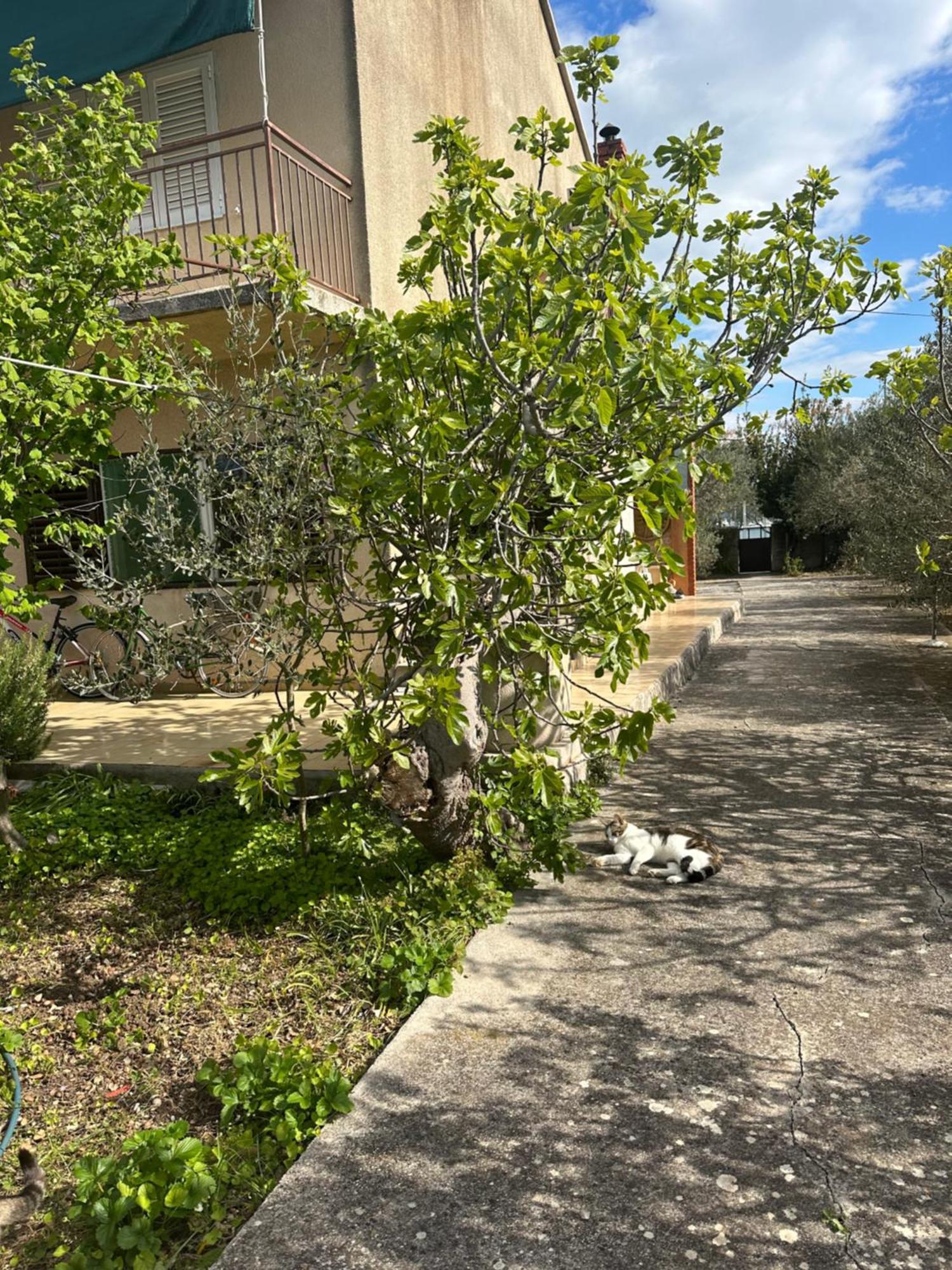 Apartments Vala Betina  Kültér fotó